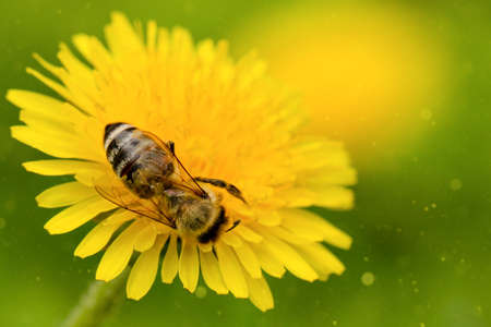 bee on yellow dandelion macroの写真素材