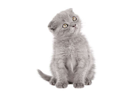 gray kitten scottish fold with yellow eyes sits and looks away isolatedの写真素材
