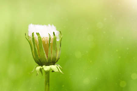 dandelion flower on a green background macroの写真素材