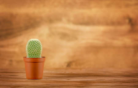 cactus plant in brown pot on wooden backgroundの写真素材