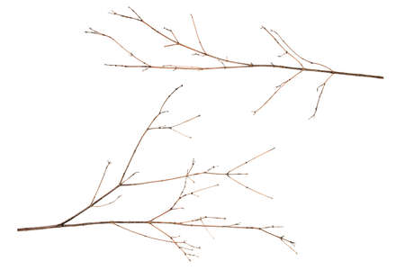 two dry branches of brown color isolatedの写真素材