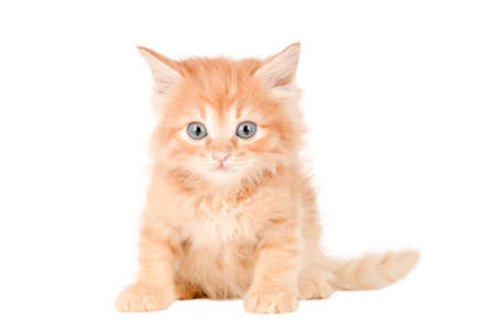 orange kitten with gray eyes isolatedの写真素材