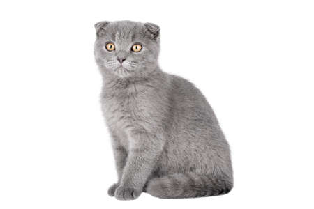 gray kitten scottish fold with yellow eyes isolatedの写真素材