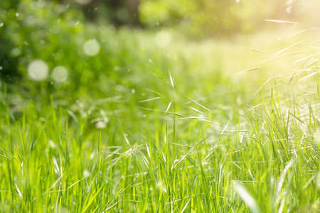 background green grass close upの写真素材