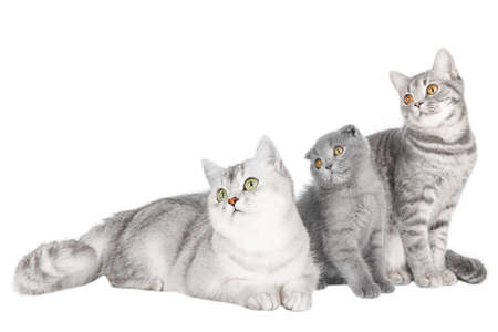 three gray cats with yellow eyes sit and look away isolatedの写真素材