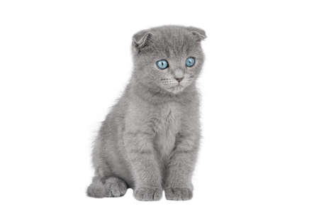 gray kitten scottish fold with blue eyes isolatedの写真素材