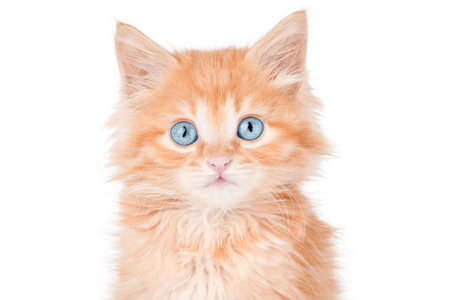 little orange kitten with blue eyes portrait isolatedの写真素材