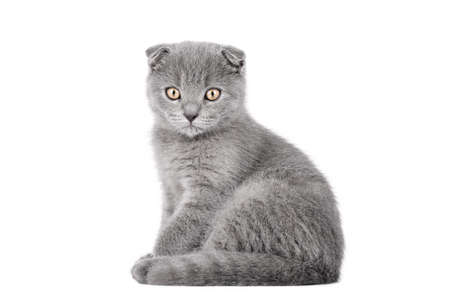 gray kitten scottish fold with yellow eyes isolatedの写真素材