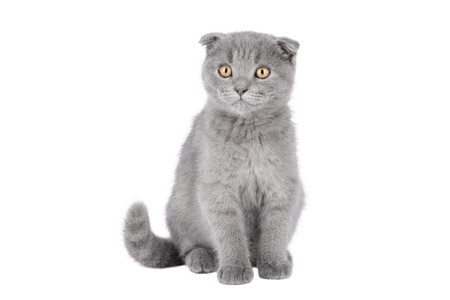 scottish fold gray kitten with yellow eyes isolatedの写真素材