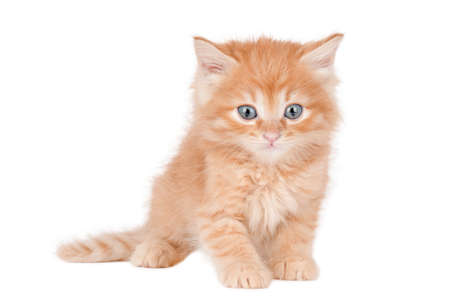 little orange kitten with blue eyes sits and looks straight ahead isolatedの写真素材