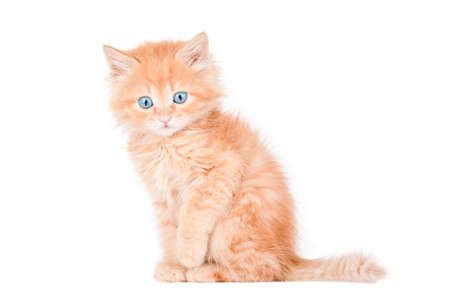 a small orange kitten with blue eyes sits sideways and looks straight ahead. isolatedの写真素材