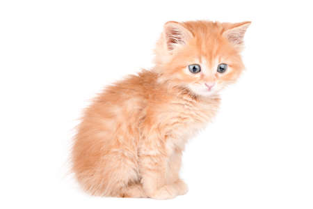 little ginger kitten sits and looks away isolatedの写真素材