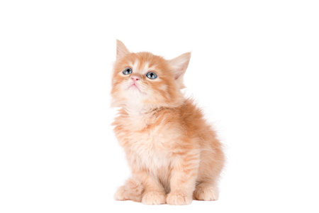 little ginger kitten looks up isolatedの写真素材