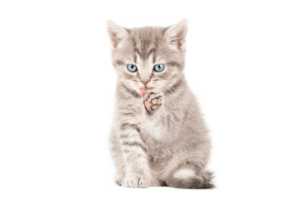 little gray kitten with blue eyes isolatedの写真素材