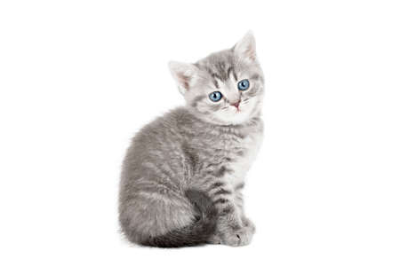 little gray kitten scottish straight isolatedの写真素材