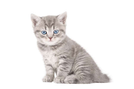 gray kitten with blue eyes isolatedの写真素材