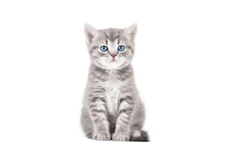 gray kitten isolated on white backgroundの写真素材