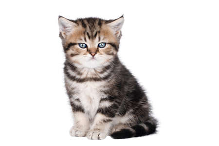brown little kitten scottish straight with blue eyes isolatedの写真素材