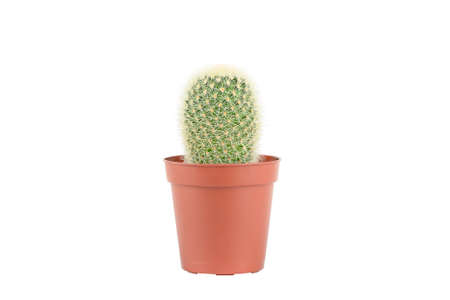 plant cactus in brown pot isolatedの写真素材