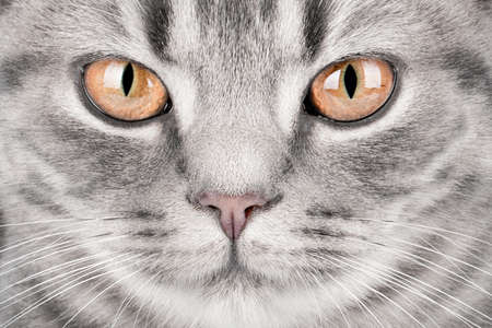 cat face with yellow eyesの写真素材