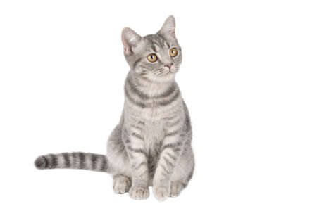 gray kitten scottish straight isolatedの写真素材