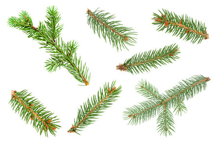 collection of spruce branches of seven pieces isolateの写真素材