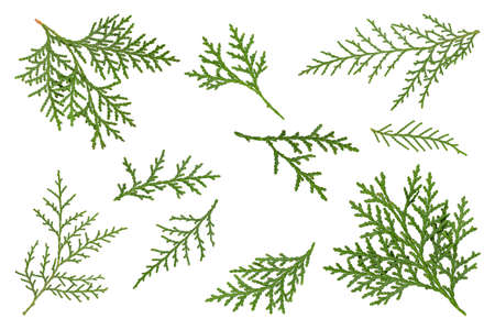christmas branch set of ten isolateの写真素材