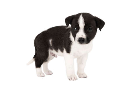small puppy black and white isolateの写真素材