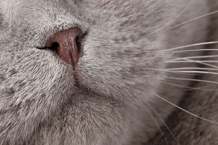 nose close up muzzle of a gray catの写真素材