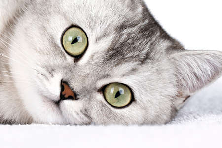 close up muzzle of a gray catの写真素材