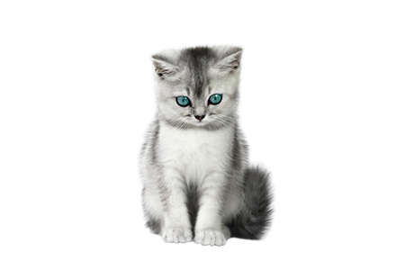 gray kitten with blue eyes isolatedの写真素材