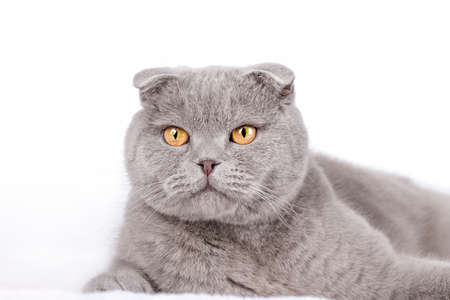 gray scottish cat with yellow eyesの写真素材