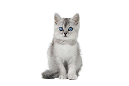gray little kitten isolated on white backgroundの写真素材