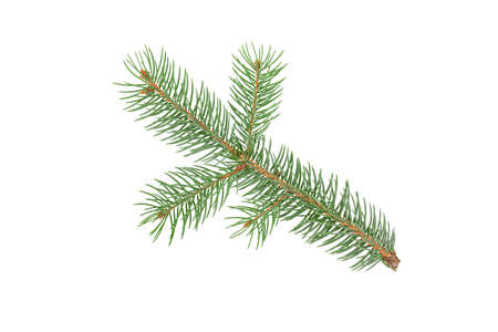 christmas branch isolate on white background close upの写真素材