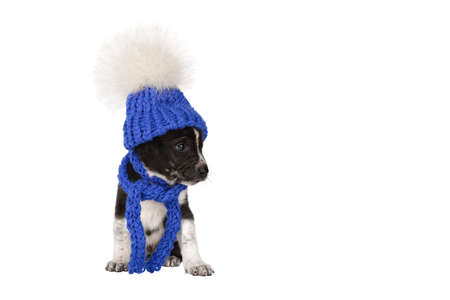 small puppy in purple hat and scarf isolate