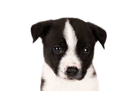 puppy face black and white isolateの写真素材