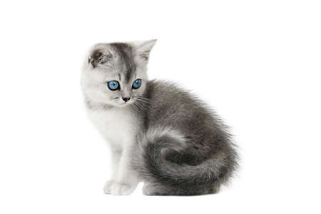 gray kitten with blue eyes isolate on white backgroundの写真素材