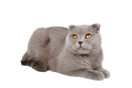 gray scottish cat scottish fold isolateの写真素材