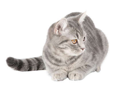gray tabby kitten with yellow eyesの写真素材