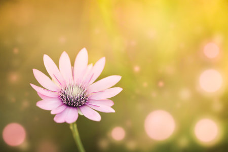 pink flower on orange background with bokehの写真素材