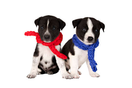 two puppies in scarves in red and blue isolateの写真素材