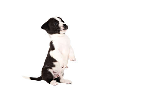 small puppy black and white stands on two legs isolateの写真素材