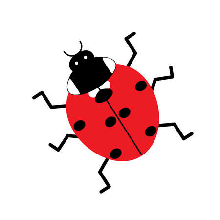ladybug insect on white backgroundのイラスト素材