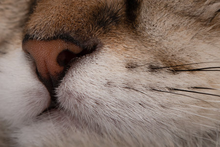 close up of the nose of a brown catの写真素材