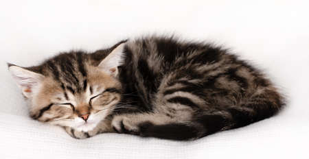 little brown kitten sleeping on a light backgroundの写真素材
