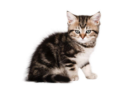 small brown kitten scottish straight sitting looking straight isolatedの写真素材