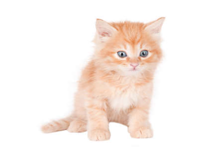 orange kitten with gray eyes isolatedの写真素材