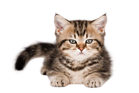 brown kitten scottish straight isolatedの写真素材