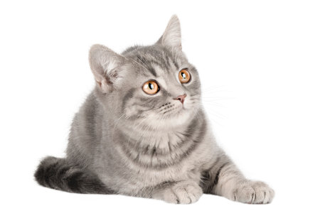 gray kitten with yellow eyes lies and looks up isolatedの写真素材