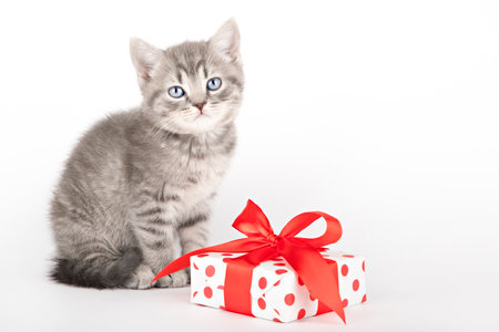 gray kitten with blue eyes sitting next to a giftの写真素材